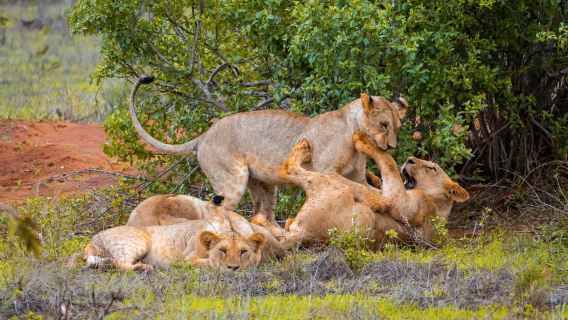 Tour Tham Quan Công Viên Quốc Gia Phía Đông Tsavo từ Mombasa/Mtwapa/Diani/Tiwi, Kenya