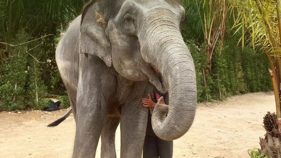 Excursion d'une demi-journée au camp d'éléphants de Phuket Kathu (spectacle de serpents, de singes, de jeux, de balades à dos d'éléphant)