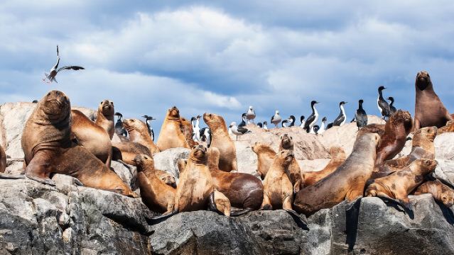 การล่องเรือช่องแคบบีเกิลพร้อมกิจกรรมเดินป่าแบบมินิเทรคกิ้ง