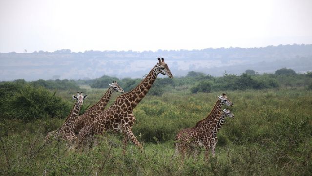One-day Akagera National Park Game Drive with a Choice 4x4