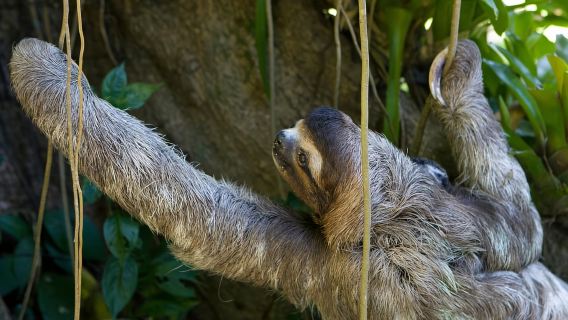 Uvita: escursione privata al Parco Nazionale Marino Ballena e fauna selvatica
