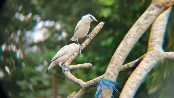 從烏佈出發：Tengkudak 村導覽（含觀鳥活動）