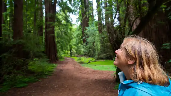 舊金山：繆爾森林與索薩利託之旅（含門票）