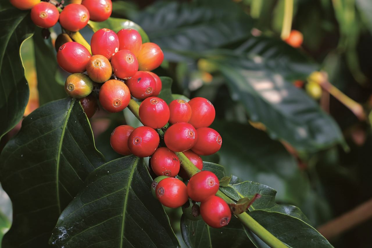 Desde Oahu: Kauai Waimea Canyon y Koke'e Adventure Tour