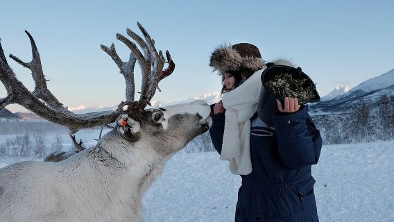 Memberi makan rusa kutub dan budaya Saami