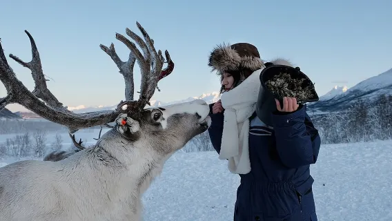 Alimentación de renos y cultura sami