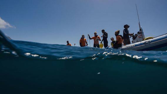 Кейптаун: Морское сафари и исследовательская экспедиция Big 5 Ocean