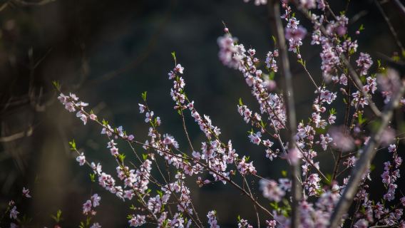 【旅小皖／私人導覽】皖西大裂谷、明清老街一日遊