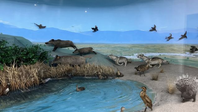 Pemandu pelancong di seluruh Tajikistan / Penterjemah perniagaan / Perkhidmatan tersuai peribadi / Lawatan bebas dengan sambutan tempatan