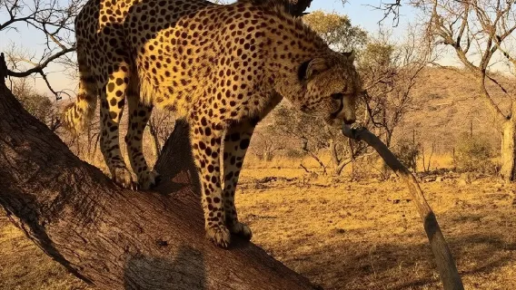 Esperienza avvincente al Safari Lion Park (tour guidato di mezza giornata)