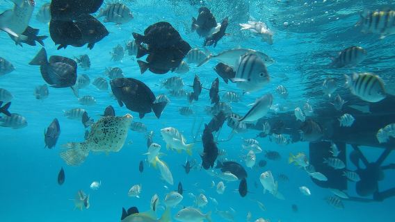 Stingray City Experience Plus One Snorkeling Stop