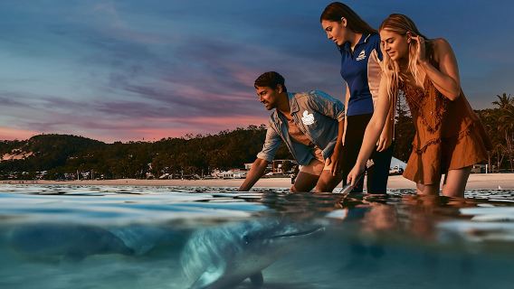 Double 11 discount Brisbane Moreton Island 1-day tour with optional dolphin feeding/snorkeling/sandboarding/whale watching