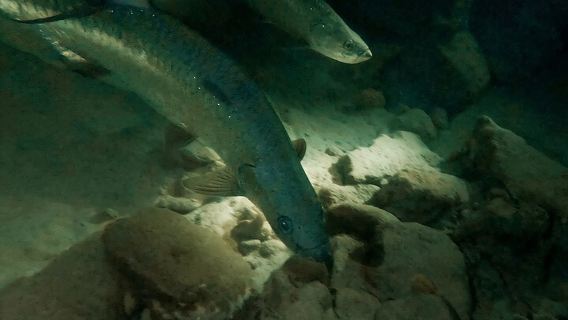 Night Snorkeling Adventure