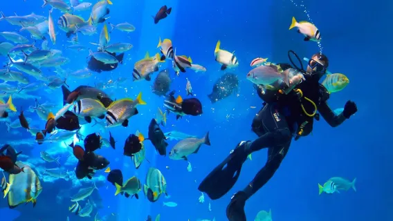 EgyptHurghadaDiscover divingscuba diving/Snorkeling/Scuba Diving Photography8 Hours