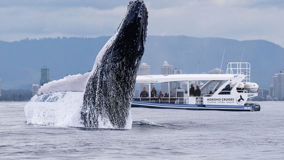 Gold Coast Kokomo Cruises 2.5-hour whale watching cruise