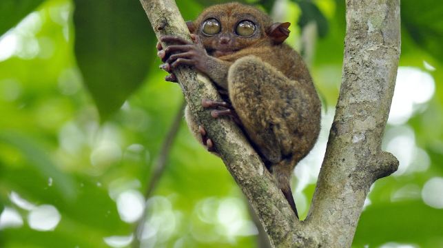 薄荷島：Napaling 浮潛 ＆ 陸地精華遊｜含巧克力山／眼鏡猴／羅博河／蝴蝶園等