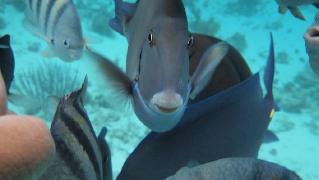 Stingray City Experience Plus Two Snorkeling Stops on Grand Cayman