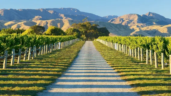 Más allá de las viñas - Tour de cata de vinos de Marlborough de día completo