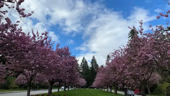 ทัวร์ชมเมืองแกรนด์ซิตี้แบบส่วนตัวพร้อมไกด์ในแวนคูเวอร์