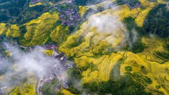 Longji Rice Terraces Long-Hair Minority Village Private Day Trip