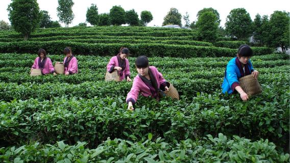 Cueillette et transformation du thé dans la zone panoramique du pic Qixian