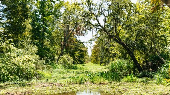 New Orleans: Bayou Tour di Taman Negara Jean Lafitte