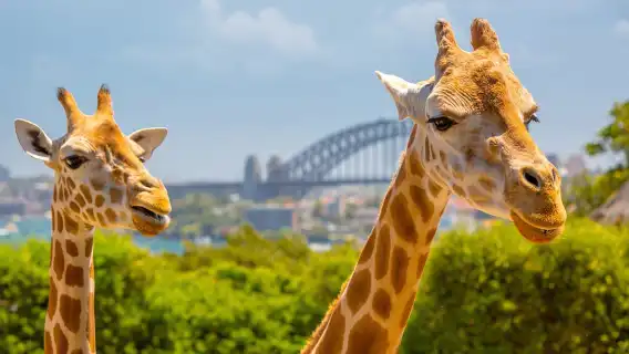 Taronga Zoo Aussie Backyard Adventure
