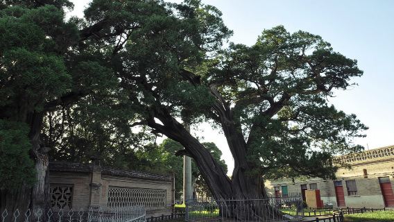渭南白水倉頡廟包車一日遊【千年古柏護字聖，一廟文脈貫古今】