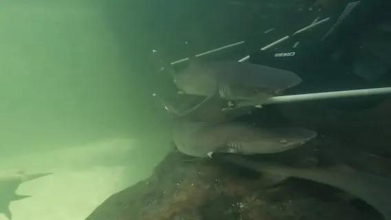 안나 베이(Anna Bay): 암초상어를 만날 수 있는 이루칸지 입장권