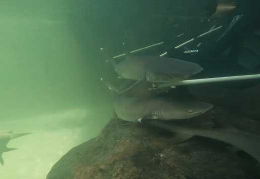 Anna Bay: Irukandji Entry Pass with Reef Shark Encounter