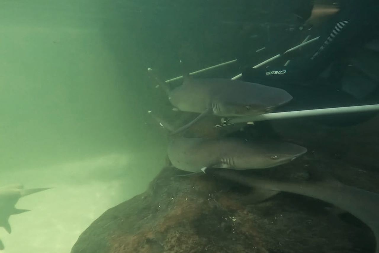 Anna Bay: Irukandji Entry Pass with Reef Shark Encounter