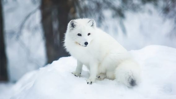 Rovaniemi: Chuyến đi xe trượt tuyết ngắm động vật Bắc Cực và Sở thú hoang dã