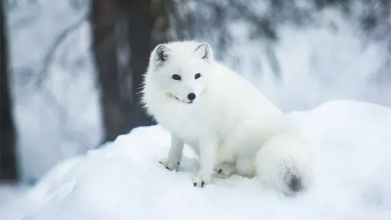 Rovaniemi: Arctic Animals Sleigh Rides and Wildlife Zoo