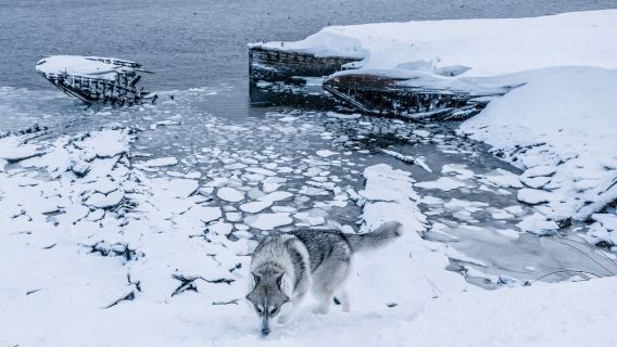 "Край света": наблюдение за китами + северное сияние + качели - Россия/Мурманск - Териберка