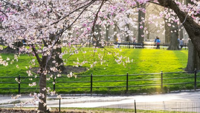 Pemandu pelancong di seluruh Amerika Syarikat / Penterjemah perniagaan / Perkhidmatan tersuai peribadi / Lawatan bebas dengan sambutan tempatan
