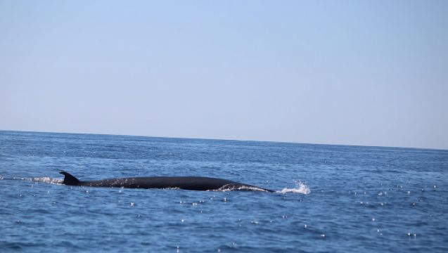 Faro: Tour en barco fantástico para avistar delfines