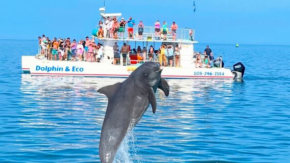 Key West Dolphin and Snorkel Experience