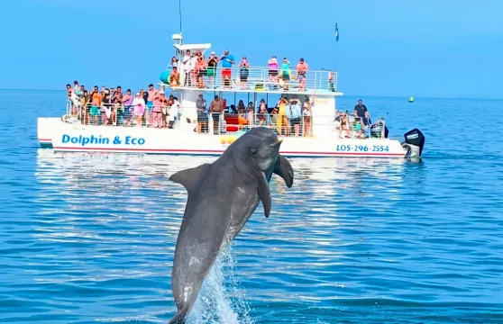 基韋斯特海豚與浮潛體驗