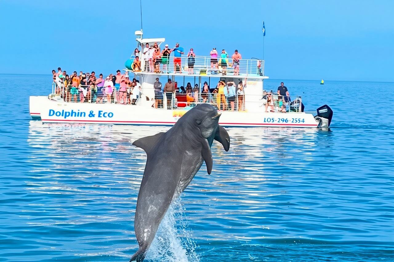 Experiencia con delfines y snorkel en Key West