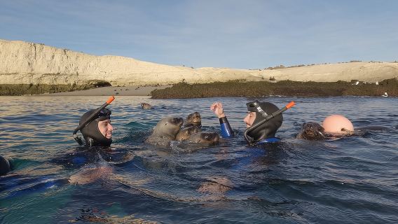 Snorkeling with Sea Lions by Madryn Buceo