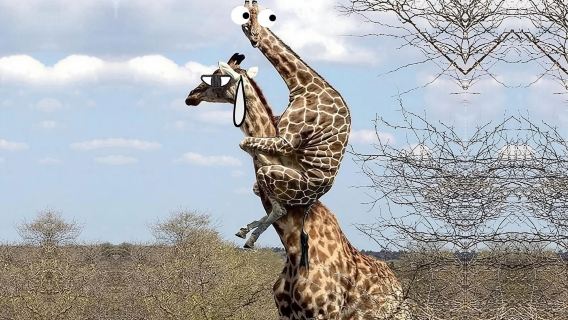 Offerta speciale ◆ Trasferimento privato incluso biglietto d'ingresso ◆ Servizio clienti in cinese ◆ Tour di un giorno al Bangkok Safari World