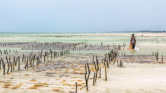 Zanzibar CityExperiences