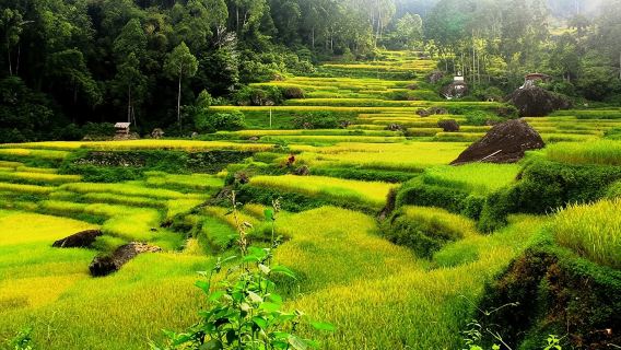 9 jours dans le Sud Sulawesi pour explorer le patrimoine culturel majestueux et les trésors cachés de la nature