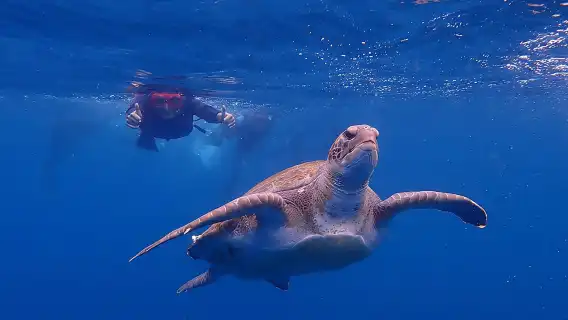 Kayaking with Dolphins and Turtles and Snorkelling in Tenerife