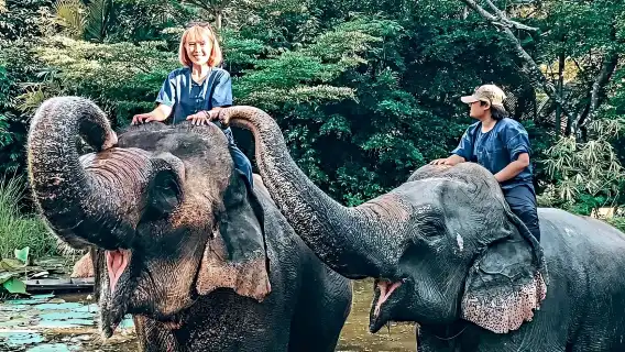 芭堤雅大象村+芭提雅旺昌咖啡半日遊【表演|可選騎大象