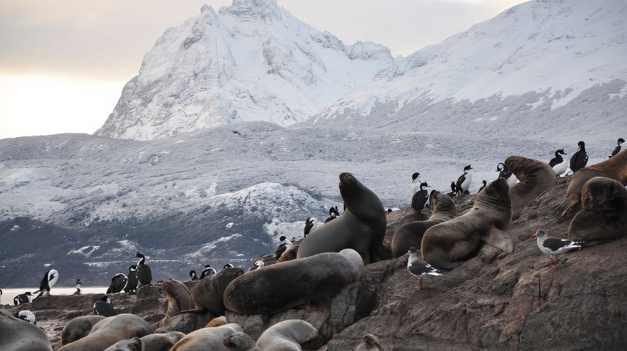 阿根廷烏斯懷亞比格爾海峽雙體船巡遊(海獅島+世界盡頭燈塔)