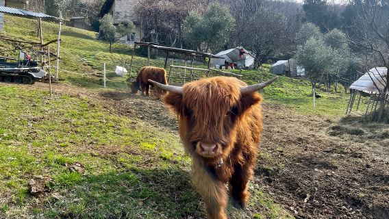 Mandello del Lario: Caminata por colinas y pintorescas aldeas