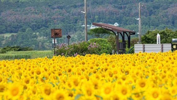 Kagoshima: Ibusuki City and Mount Kaimon Day Tour