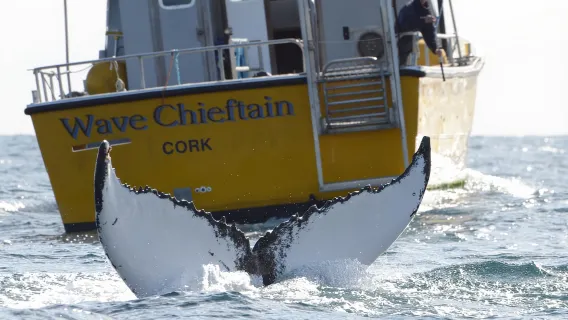 Contea di Cork: gita in barca per l'osservazione di balene e delfini