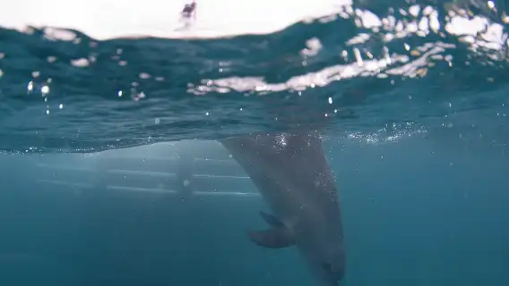 ทัวร์ว่ายน้ำกับโลมาป่าหนึ่งวัน